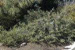 Jepson Ceanothus