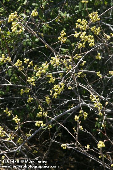 Rhus trilobata