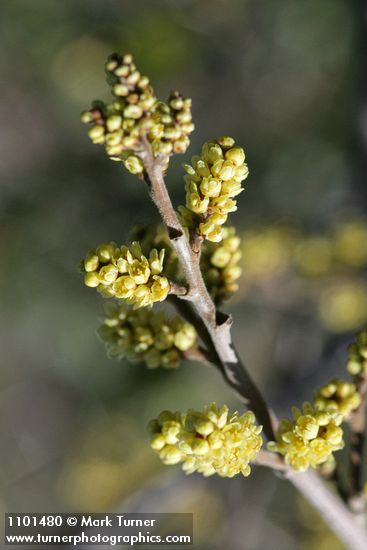 Rhus trilobata