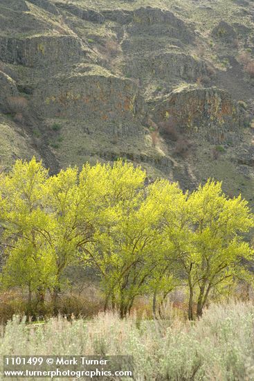 Populus trichocarpa