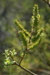 Bebb Willow female aments