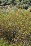 Bebb Willows (male)