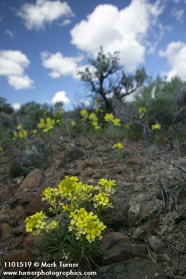 Erysimum occidentale