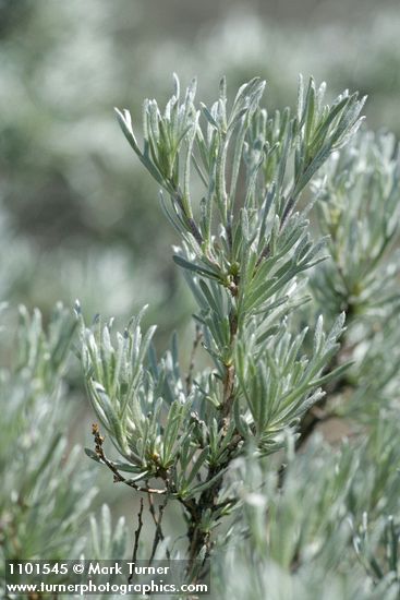 Artemisia tripartita