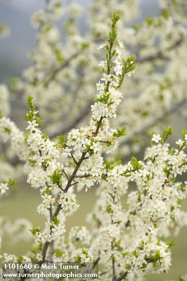 Prunus subcordata