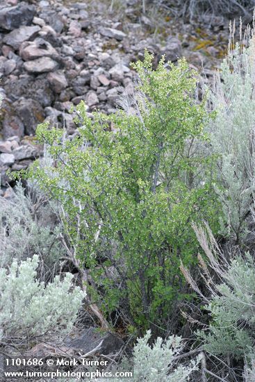 Ribes velutinum