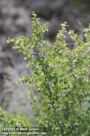 Ribes velutinum
