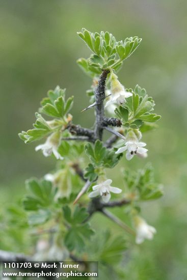 Ribes velutinum