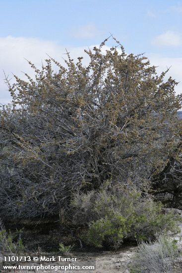 Shepherdia argentea