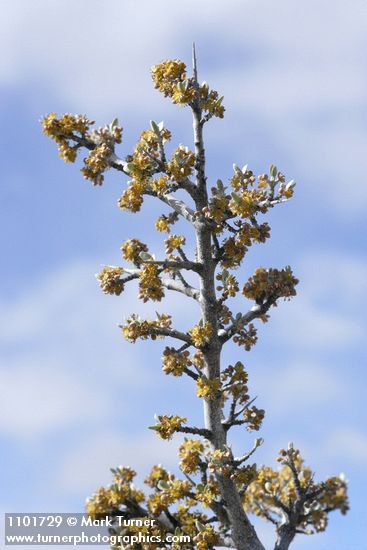 Shepherdia argentea