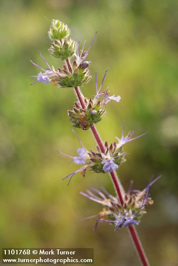 Salvia sonomensis