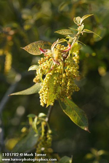 Quercus chrysolepis