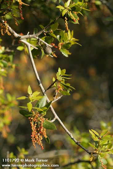 Quercus chrysolepis