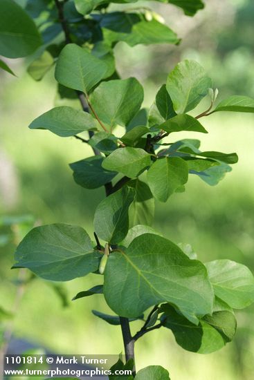 Styrax redivivus