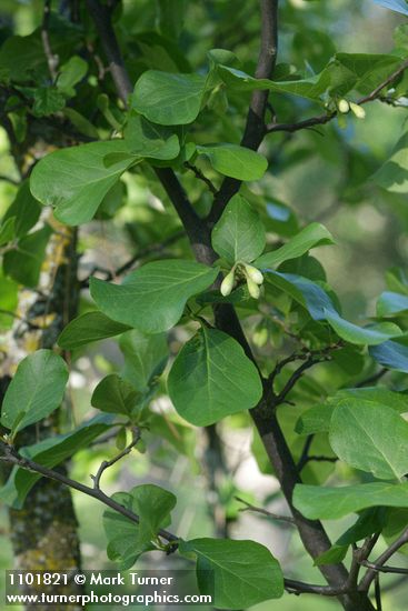 Styrax redivivus
