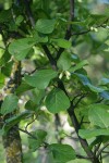 California Snowdrop Bush foliage & buds