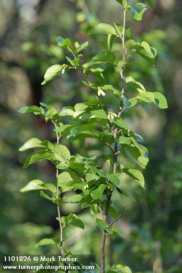 Styrax redivivus