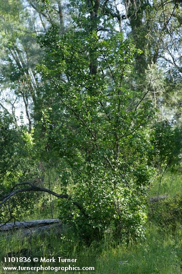 Styrax redivivus