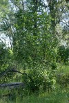 California Snowdrop Bush
