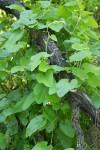 California Dutchman's Pipe foliage & fruit