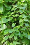 California Dutchman's Pipe foliage & fruit