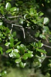 Hollyleaf Redberry foliage
