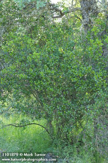 Rhamnus crocea