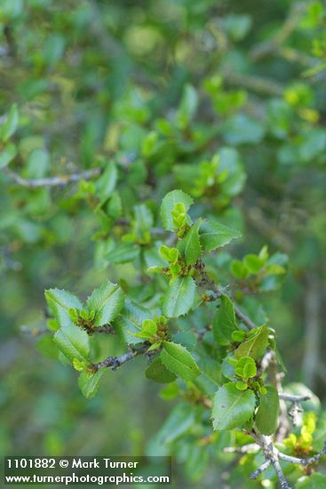 Rhamnus crocea
