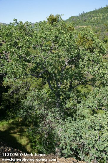 Quercus douglasii