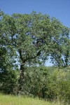 Blue Oak