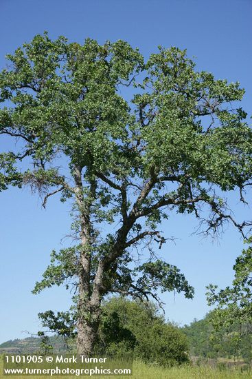 Quercus douglasii