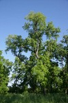 Valley Oak