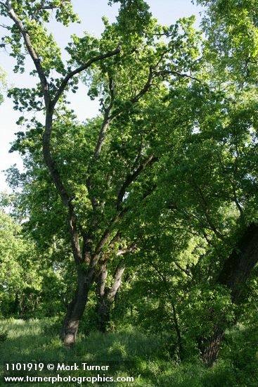 Quercus lobata