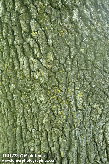 Quercus lobata