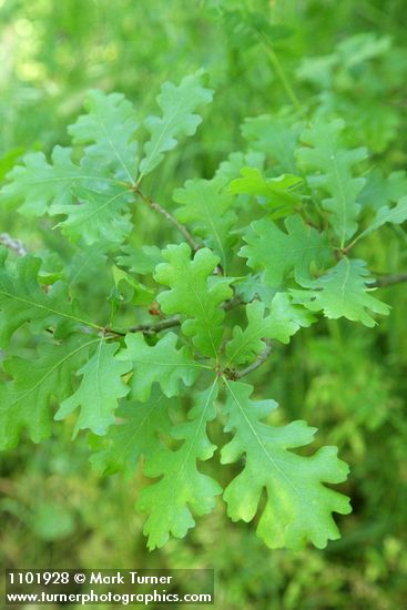 Quercus lobata