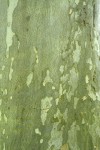 California Sycamore bark