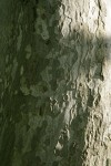 California Sycamore bark