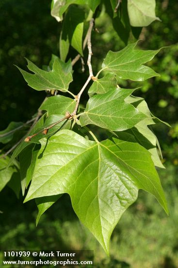 Platanus racemosa