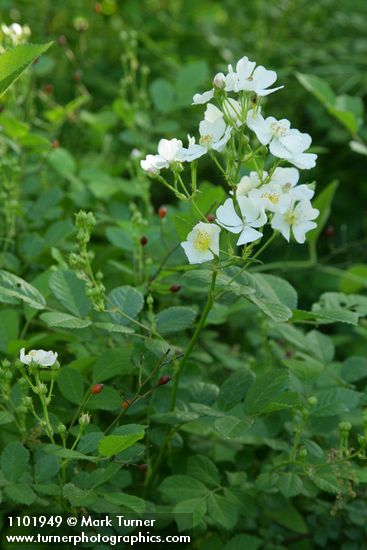 Rosa multiflora