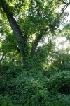 California Grape, California Manroot, Poison-oak climbing Valley Oak