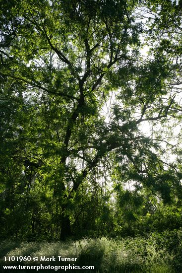 Juglans hindsii