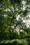 Northern California Black Walnut, backlit