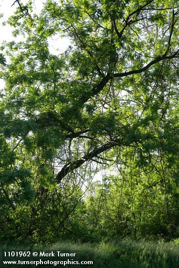 Juglans hindsii