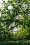 Northern California Black Walnut, backlit