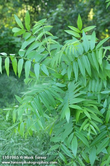 Juglans hindsii