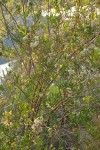 Mule-fat blossoms, foliage & fruit