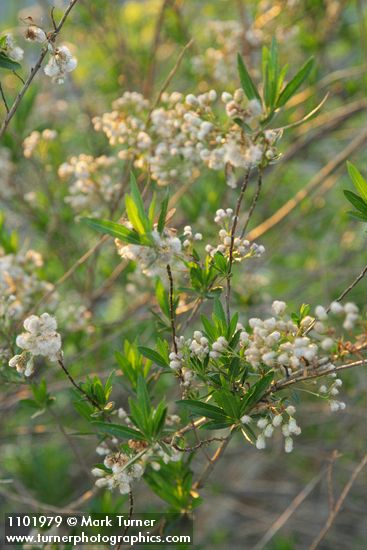 Baccharis salicifolia