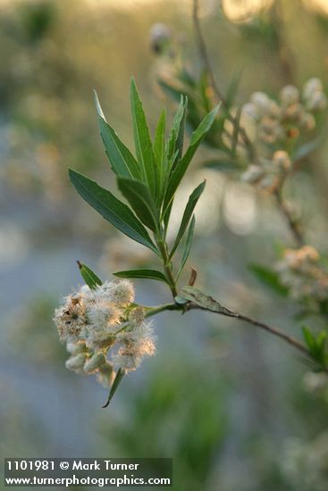 Baccharis salicifolia