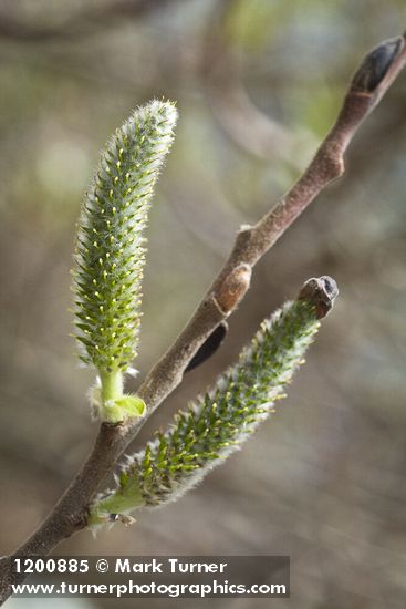 Salix hookeriana
