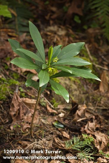 Daphne laureola
